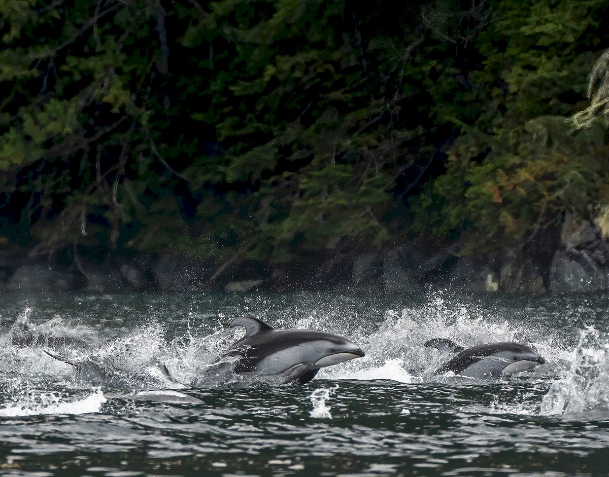 Sonora Resort Dolphins