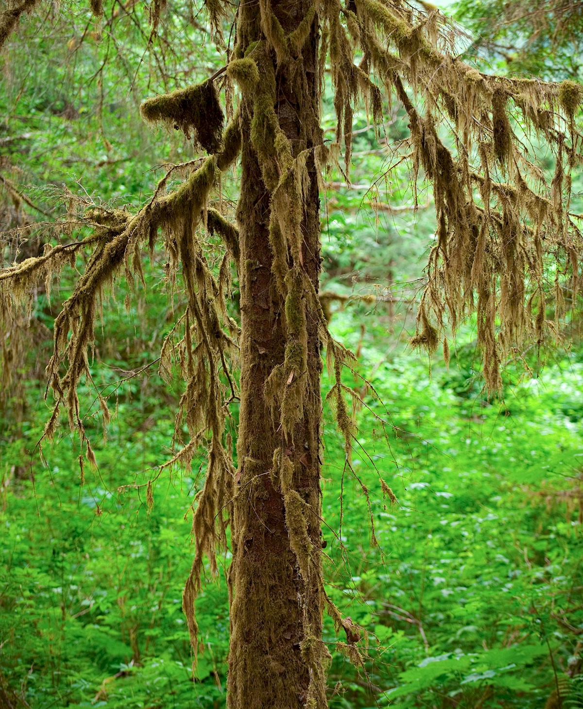 Pacific Northwest Rainforest