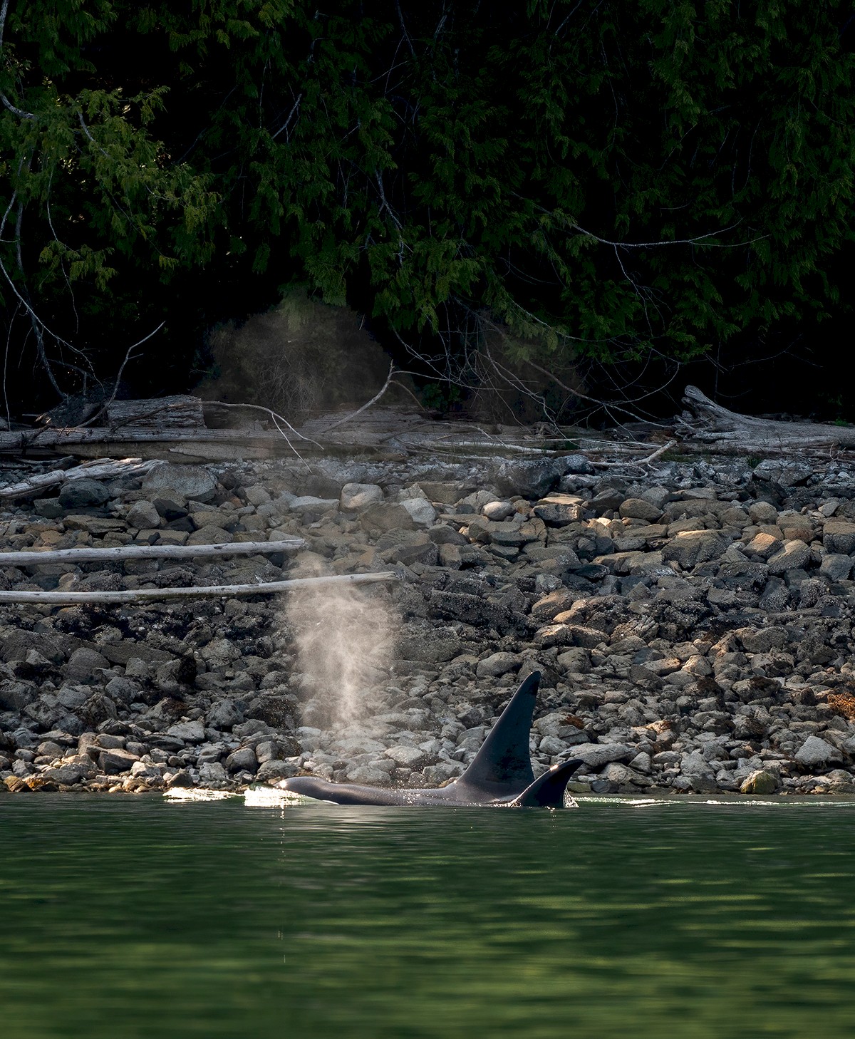 Sonora Resort - whale and glacier tour